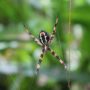 Araña cuadrupeda con fondo verde