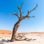 Árbol seco en desierto