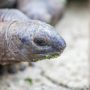 Cabeza de tortuga de Isla Galápagos