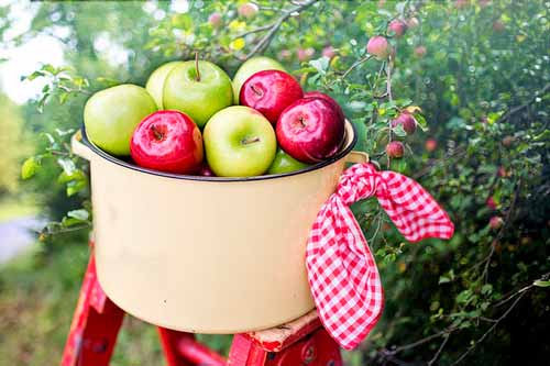 Cesta de manzanas rojas y verdes