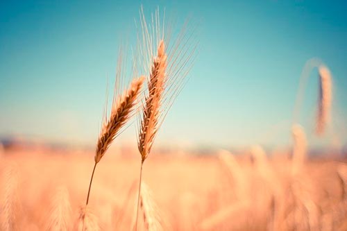 Espigas de trigo en el campo