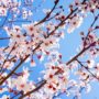 Flores de almendro en primavera