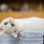 Gato de color blanco