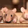 Grupo de ratas