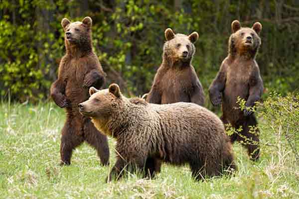 Hermanos osos pardos junto a madre