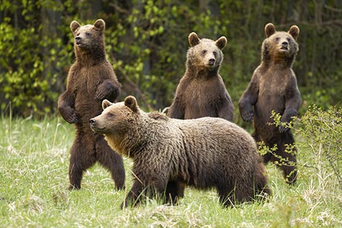 Hermanos osos pardos junto a su madre