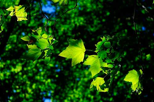 Hojas de árbol color verde