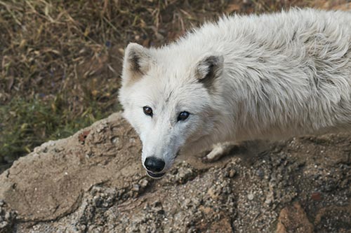 Lobo blanco ártico en peligro de extinción