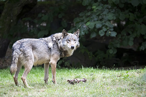 Lobo en claro de bosque