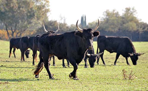 Manada de toros en el campo