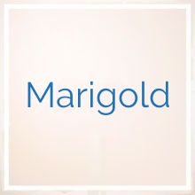 Marigold