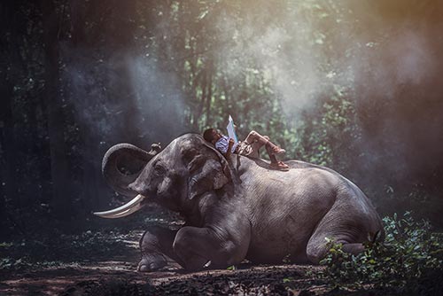 Niño leyendo sobre elefante en la India