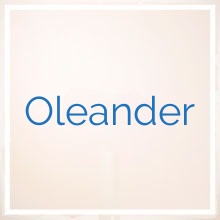 Oleander