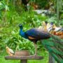 Pavo real y palomas comiendo