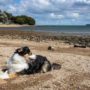 Perro pastor australiano en la playa