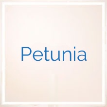 Petunia