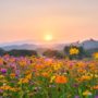 Puesta de sol con campo de flores
