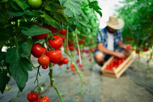 Recolección de tomates en huerta