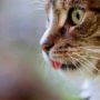 Retrato de gato con lengua fuera