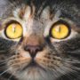 Retrato de gatos de ojos amarillos