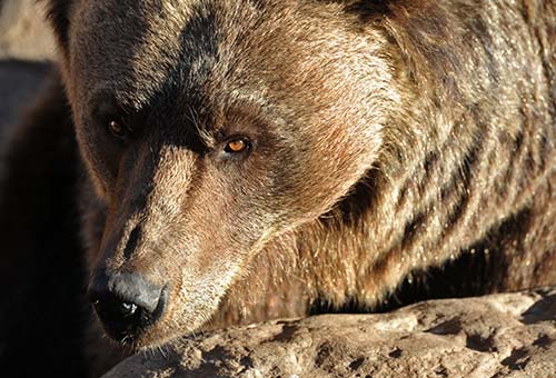 Retrato de oso grizzly