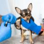 Revisión de veterinaria de perro chihuahua