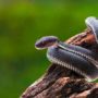 Serpiente víbora de manglar