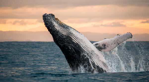 Significado de soñar con ballena