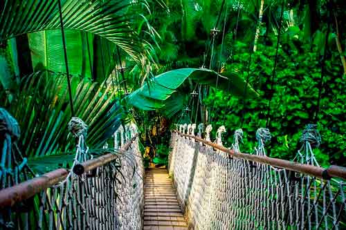 Significado de soñar con la selva