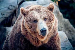 Significado de soñar con osos