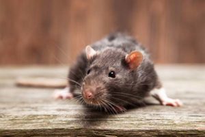 Significado de soñar con ratas