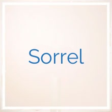 Sorrel