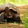 Tortuga gigante de Islas Galápagos