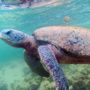 Tortuga marina gigante en el mar